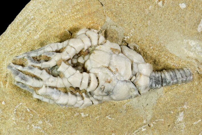 Fossil Crinoid (Cyanthocrinites) - Crawfordsville, Indiana #110591